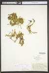 Lycopodiella inundata