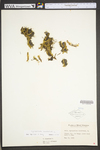 Lycopodiella inundata
