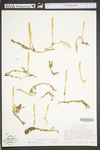 Lycopodiella inundata
