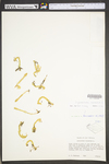 Lycopodiella inundata