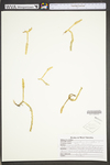 Lycopodiella inundata