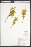 Lycopodium obscurum
