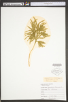 Lycopodium obscurum