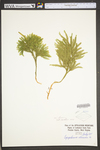 Lycopodium dendroideum