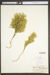 Lycopodium dendroideum