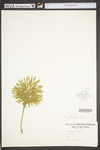 Lycopodium dendroideum