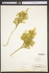 Lycopodium dendroideum