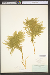 Lycopodium dendroideum