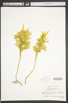 Lycopodium dendroideum