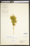 Lycopodium dendroideum