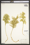 Lycopodium dendroideum