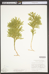 Lycopodium dendroideum