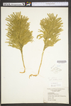 Lycopodium dendroideum