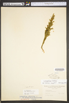 Lycopodium hickeyi