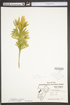 Lycopodium hickeyi