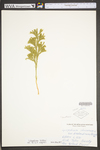 Lycopodium hickeyi