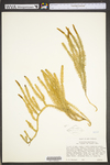 Lycopodium annotinum