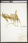 Lycopodium annotinum