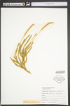 Lycopodium clavatum
