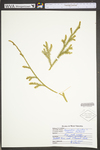 Lycopodium clavatum
