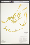 Lycopodium clavatum