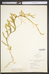 Lycopodium clavatum