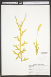 Lycopodium clavatum