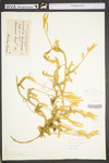 Lycopodium clavatum