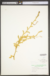 Lycopodium clavatum