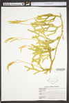 Lycopodium clavatum