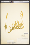 Lycopodium clavatum
