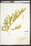Lycopodium clavatum