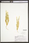 Lycopodium clavatum