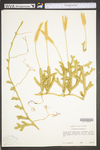 Lycopodium clavatum