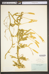 Lycopodium clavatum