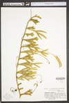 Lycopodium clavatum