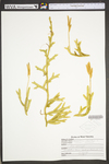 Lycopodium clavatum