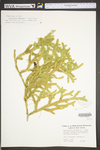 Lycopodium clavatum