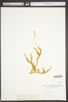 Lycopodium clavatum