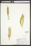 Lycopodium clavatum