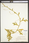 Lycopodium clavatum