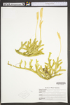 Lycopodium clavatum