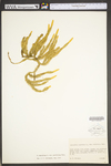 Lycopodium annotinum