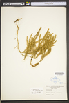 Lycopodium annotinum