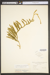 Lycopodium annotinum