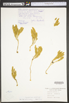 Lycopodium annotinum