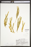 Lycopodium annotinum