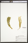 Lycopodium annotinum