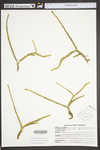 Lycopodiella appressa