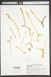 Lycopodiella inundata